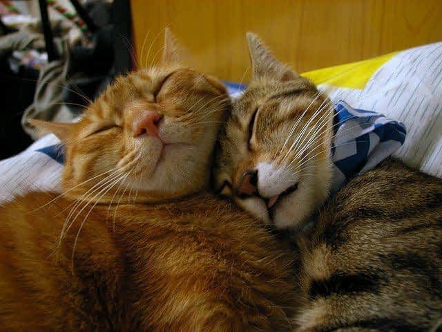 *** Взаимоотношения в семье — жещина и тот ли это мужчина ***
