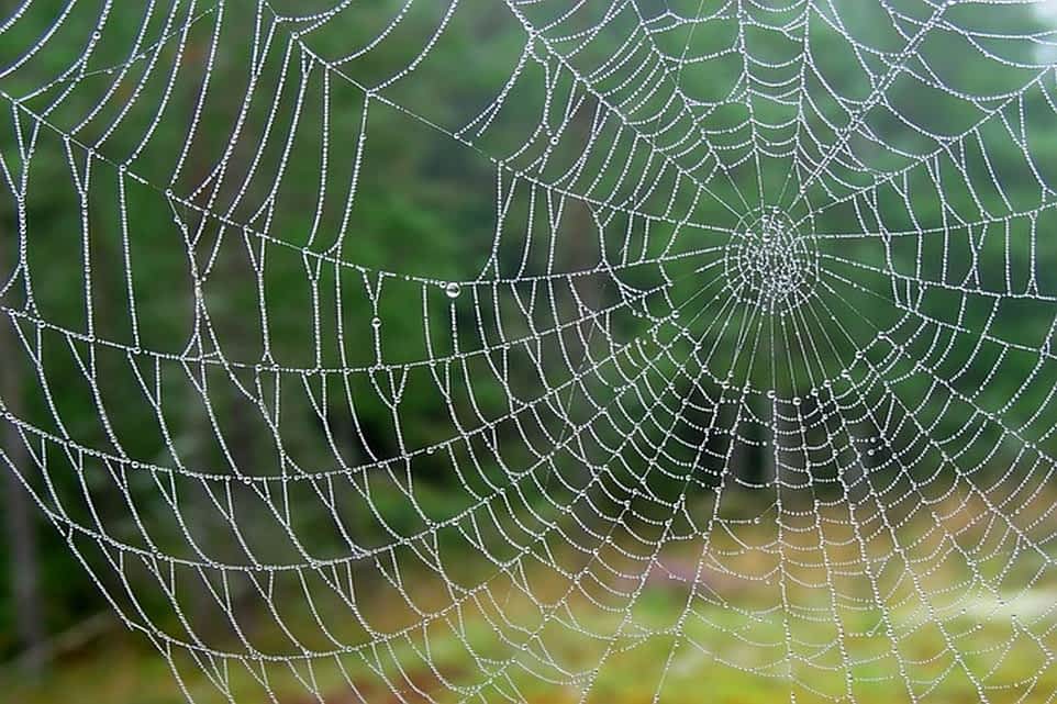 *** Слово тенета тенет net web ***